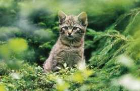 Wildkatze