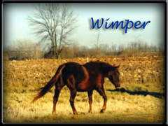 Wimper
