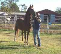 longgraylinefarm.com Wingate