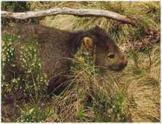 Wombat