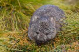 Wombat