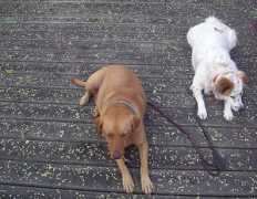 dogtipper.com Wordless