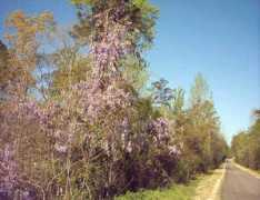 longleaftrace.org Wstr