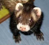 cascadeferret.org Xanya