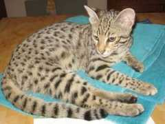 safari-cats.com Xeva