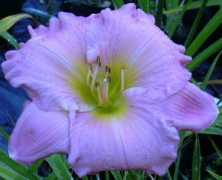 alacartedaylilies.co.uk Xiaxiang