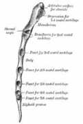 Xiphoid