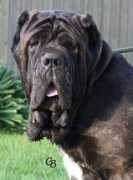 ildragokennels.com Xsandra