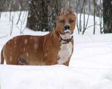 astidog.ru Yashma