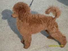 poodle-rebels.cz Yasira