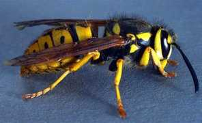 Yellowjacket