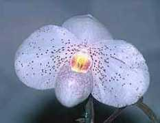 orchid.or.jp Yosp