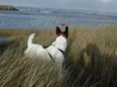 toutoublog.com Youyous