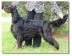 gordonsetter.com.au Yukom