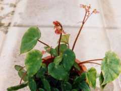 begonia-net.com Yutam