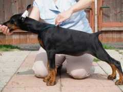 dobermann-review.com Yutana