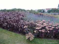 garden-en.com Zahon