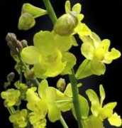 orchidean.com Zaldini