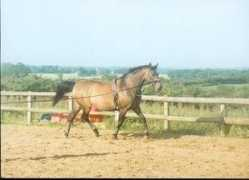somis.dundee.ac.uk Zamire