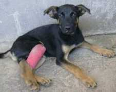 diamocilazampa.it Zampetta