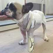 torino.repubblica.it Zampetta