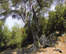 Zampounis