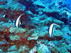 liboupat2.free.fr Zancle