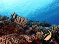 dinosoria.com Zancle