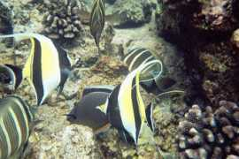 dinosoria.com Zancle