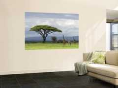 allposters.co.uk Zandbergen