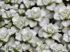 botanic.jp Zanset