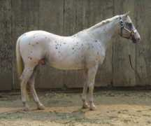 Zarf