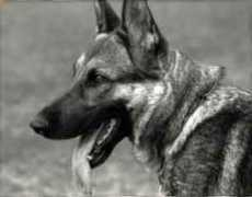 Zarga