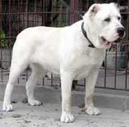 Zayka