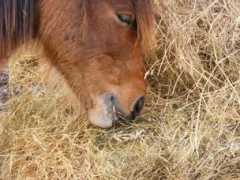 equi-blog.com Zazouille
