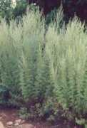 plantzafrica.com Zengana