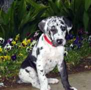 housepetsupply.com Zepplin