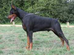 dobermann-review.com Zethos