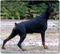 delpalazzodishanta.com Zethos