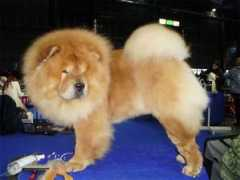 netchows.com Zhigalo