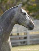 lusitano-interagro.com Zigoto