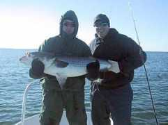 captdaveperos.com Zinkus