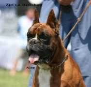 gallery.site.hu Zjef