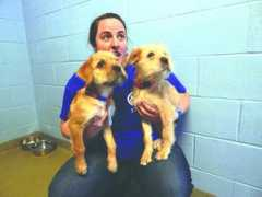 thecitizen.villagesoup.com Zompetti