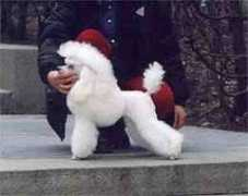 planetpoodle.de Zoritsa