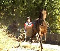 barrskogsfilm.se Zson