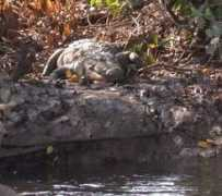 realbirder.com Zuari