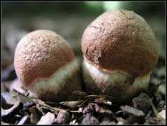 fotoart.pytalhost.de Zweit