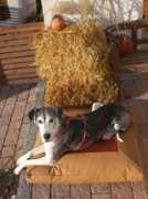 tierfreunde-niederbayern.de Zwickenpflug